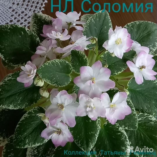 Детки сортовых фиалок мини