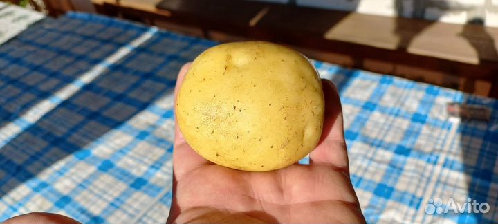 Продам картофель оптом