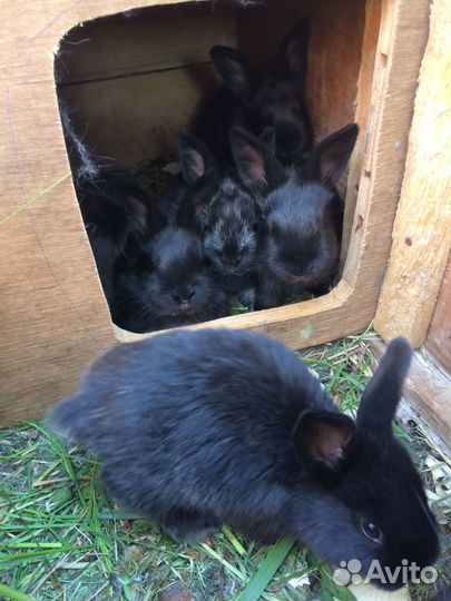 Продам кроликов