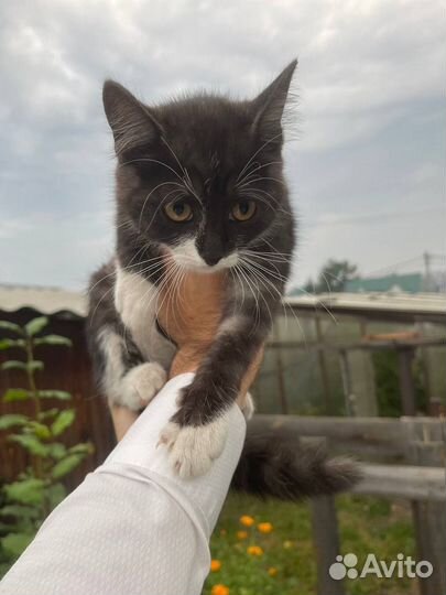 Кошки бесплатно