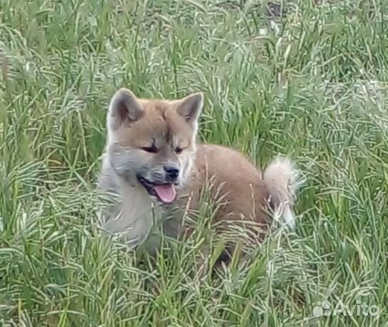 Щенки акита ину