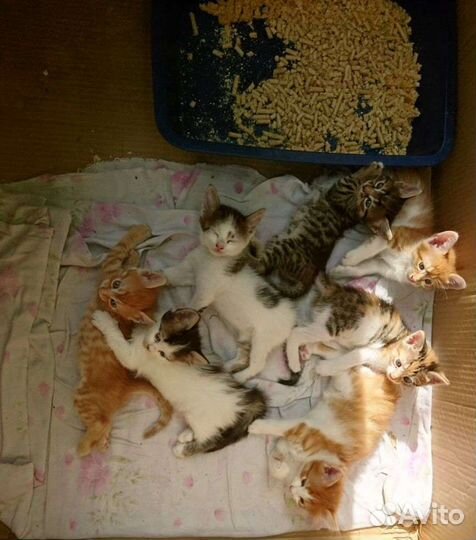 Котята в добрые руки