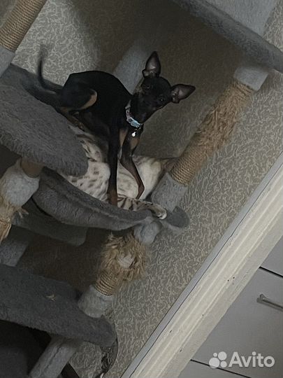 Русский той-терьер мини