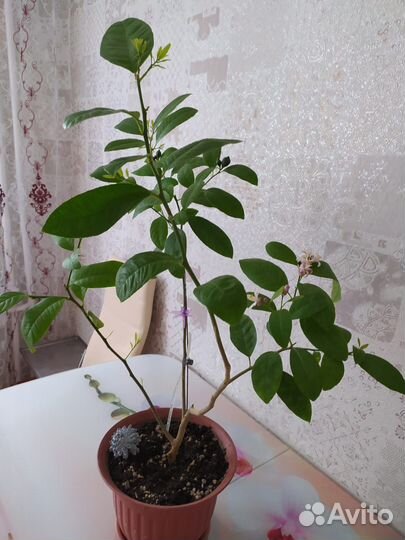 Павловский лимон