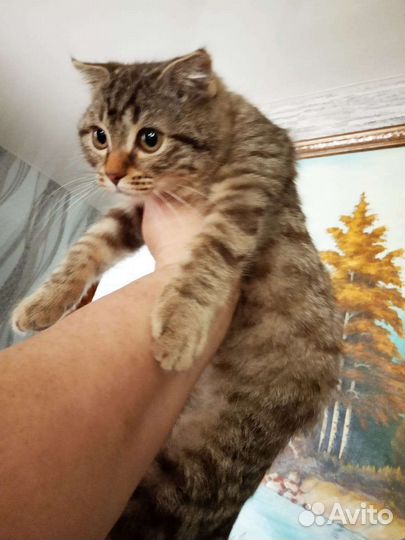 Котенок мальчик