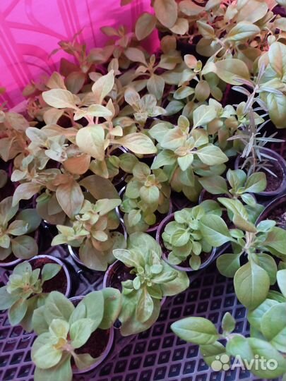 Вегетативные черенки