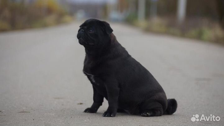 Мопс девочка, черная жемчужина