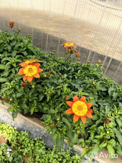 Цветы для сада и лоджий