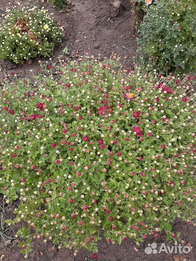 Шаровидная мультифлора