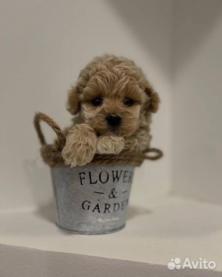 Мальтипу micro из кореи f1 эксклюзив