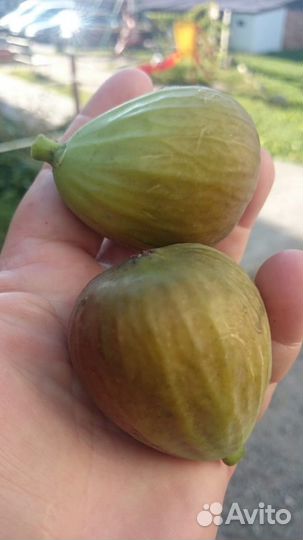 Инжир самоопыляемый Брунсвик