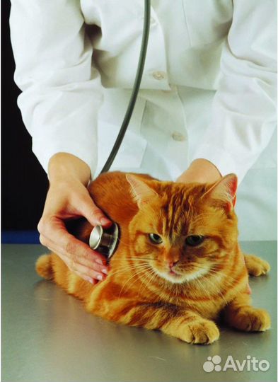 Ветеринарный врач на дом