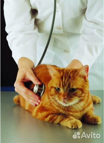 Ветеринарный врач на дом