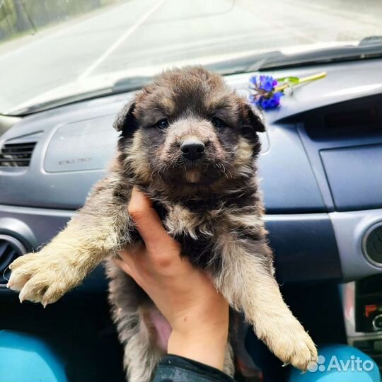 Щенки