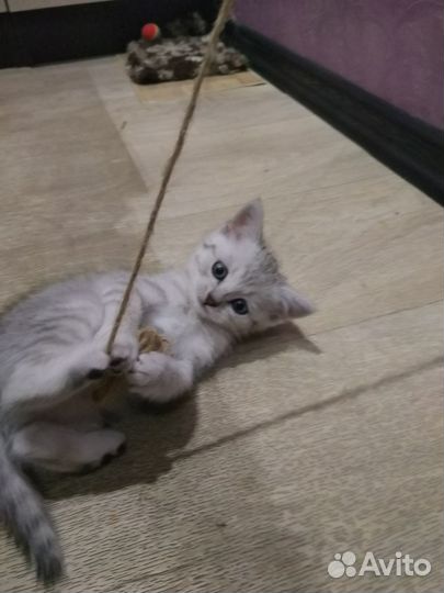 Котенка в хорошие руки