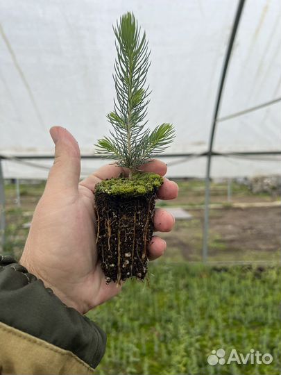 Зкс Сосна сеянцы Ели Лиственницы окс Голуб Горная