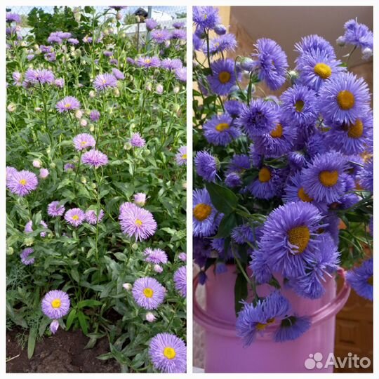 Неприхотливые садовые многолетники