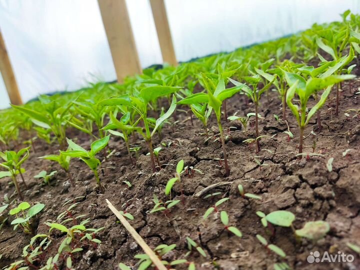 Рассада сладкого перца