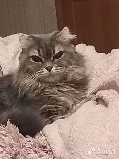 Кот в добрые руки