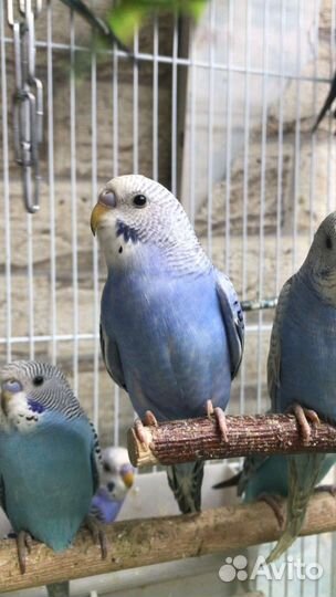 Волнистые попугайчики