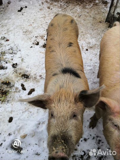 Хряк на племя