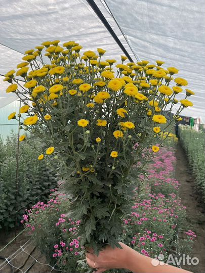 Хризантема