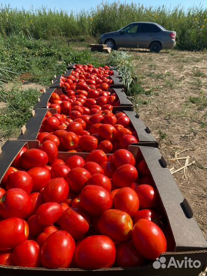 Помидор Heinz