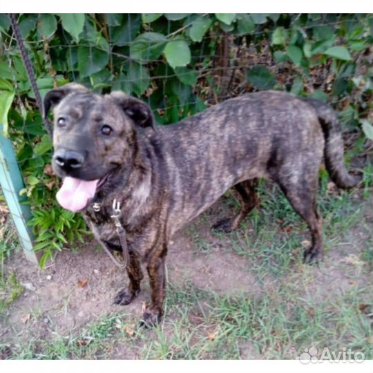 Собака метис Кане корсо