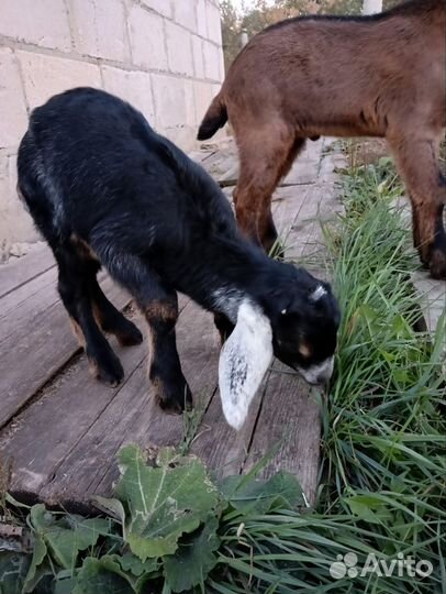 Коза нубийская