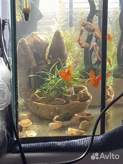 Аквариумные рыбки, улитки