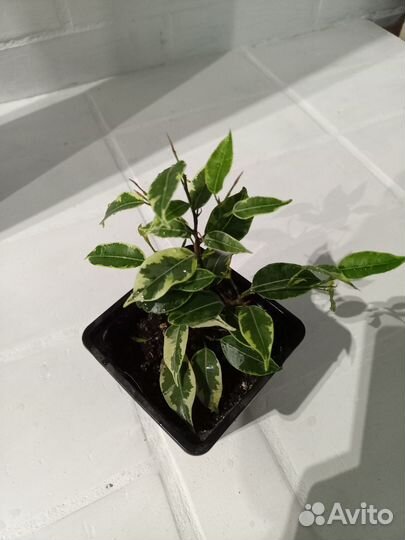 Фикус бенджамина разные сорта