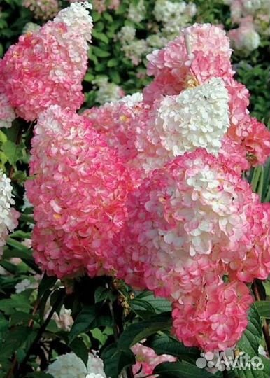 Гортензия метельчатая Строберри Блоссом