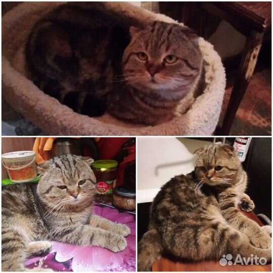 Кошки в добрые руки