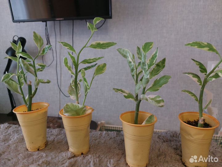 Педилантус