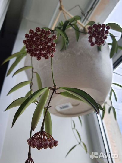 Хойя Вайети (Hoya Wayetii)