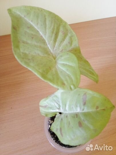 Сингониум