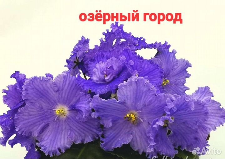 Сортовые фиалки