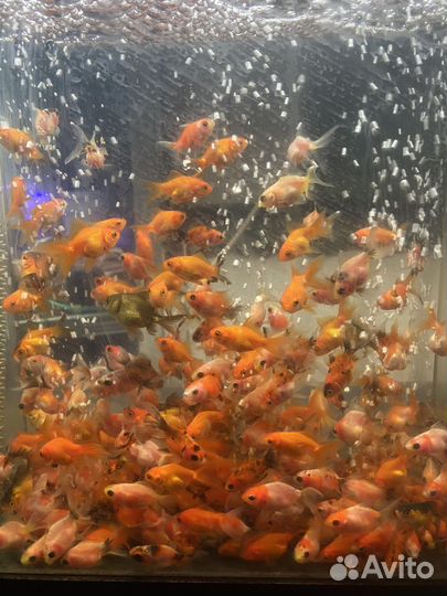 Аквариумные рыбки
