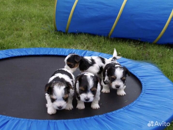 Мальчики Бивер и Девочки Бивер