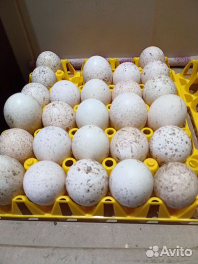 Яйцо инкубационное индейки