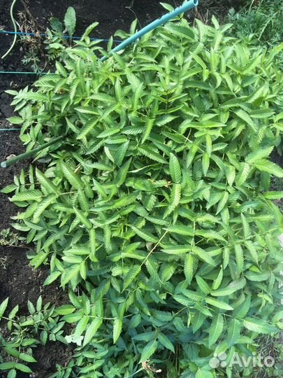 Тибетская малина