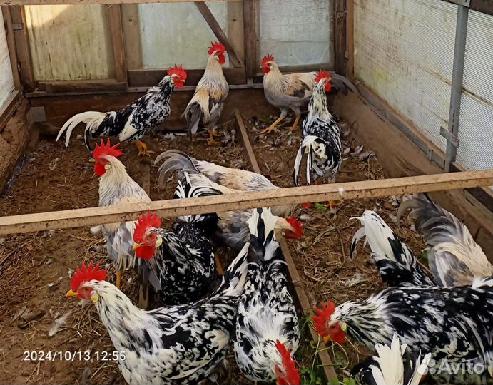 Племенные петушки
