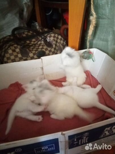 Котята