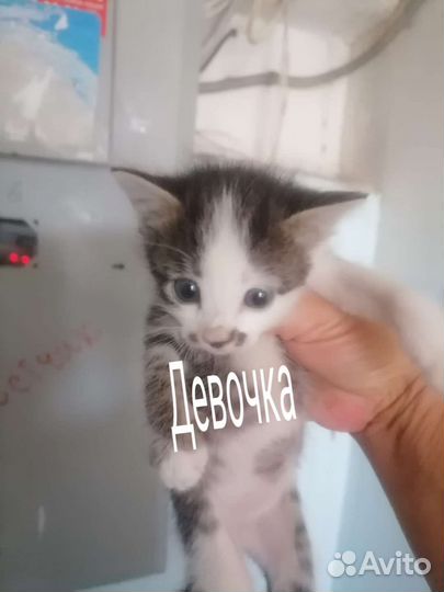 Котёнок в добрые руки