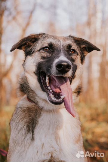 Собака в добрые руки