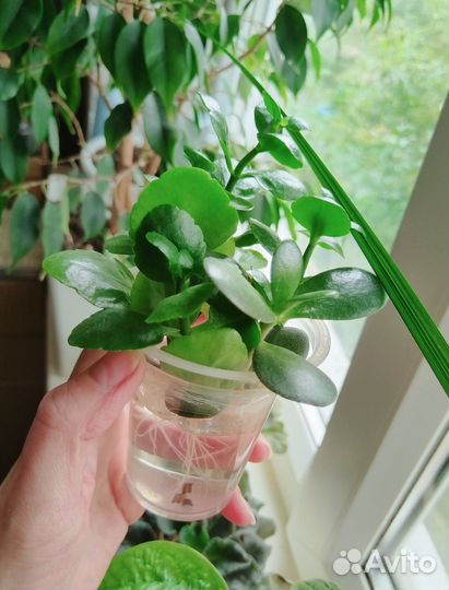 Комнатные цветы разные