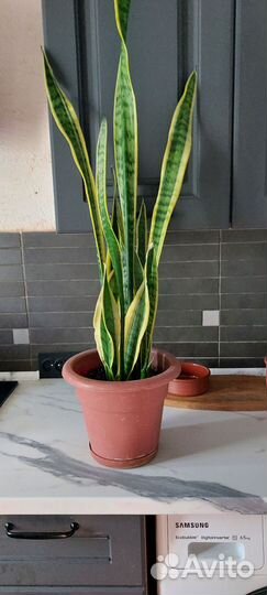 Комнатное растение Сансивьера неприхотливое