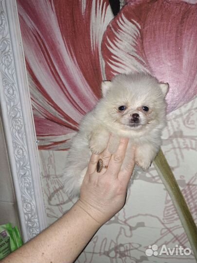 Ми- ми мишки