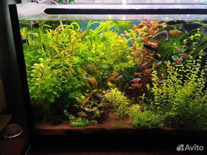 Растения в аквариум живые