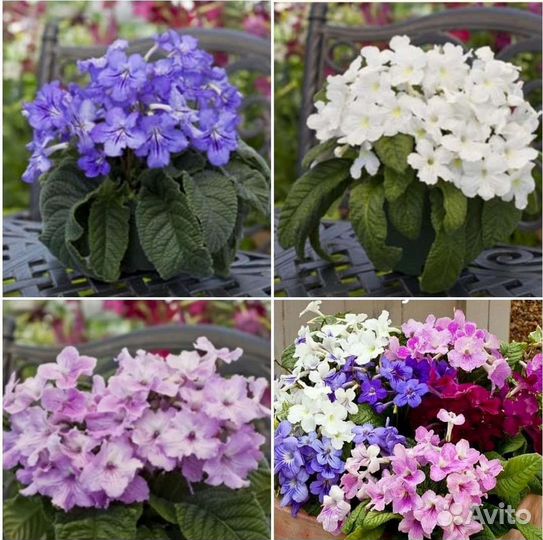 Глоксиния и Стрептокарпус семена